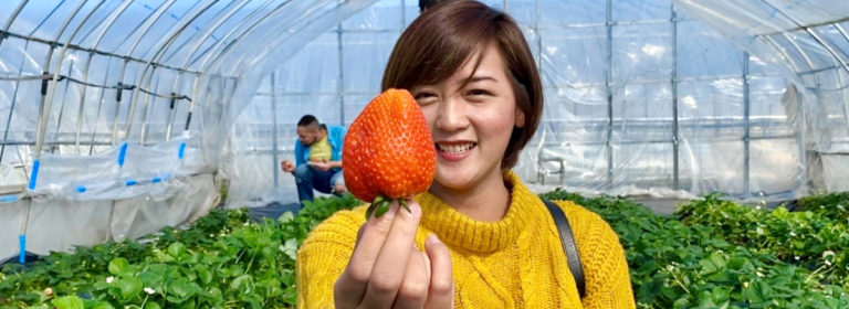 Picking amazing strawberries - 10 fun ways to enjoy Mashiko in spring