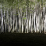 Night light up at Wakayama Bamboo Forest in Utsunomiya city