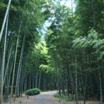 Wakayama Bamboo forest in Utsunomiya city (Nearby Tokyo)