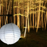 Night walk in Wakayama Bamboo Forest nearby Tokyo