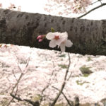 utsunomiya-sakura-hachimanyama-11