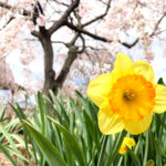 nearby-tokyo-tochigi-city-sakura-A01