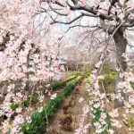 nearby-tokyo-tochigi-city-sakura-A02