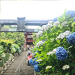 Beautiful Hydrangeas at Ohira Hydrangea Festival (Tochigi Ajisai Matsuri)