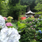 Colorful Hydrangeas at Ohira Hydrangea Festival (Tochigi Ajisai Matsuri)