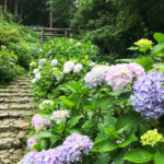 Ajisaizaka Ohira Hydrangea Festival
