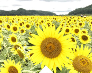 Walking among the sunflower festival in Mashiko nearby Tokyo