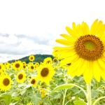 Thousands of sunflowers at The Sunflower Festival in Mashiko nearby Tokyo