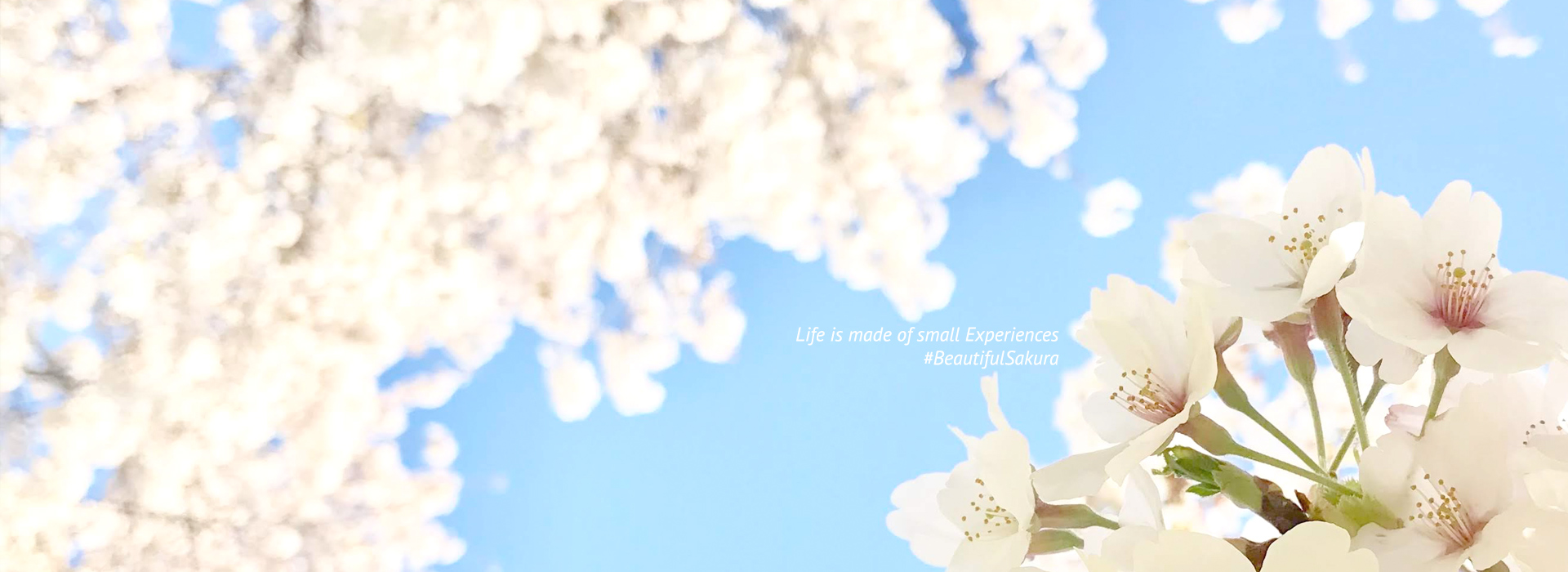 Sakura in Kumagaya - Beautiful seasons near Tokyo