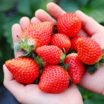 nearby-tokyo-mibu-toy-town-strawberry-picking-01