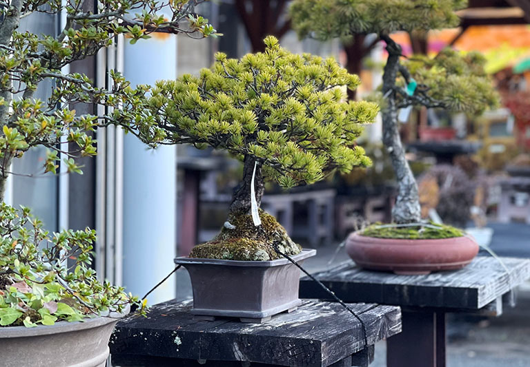 Kanuma Kaboku Center - Nearby Tokyo